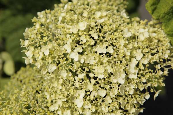 Picture of Hydrangea arb  strong annabelle