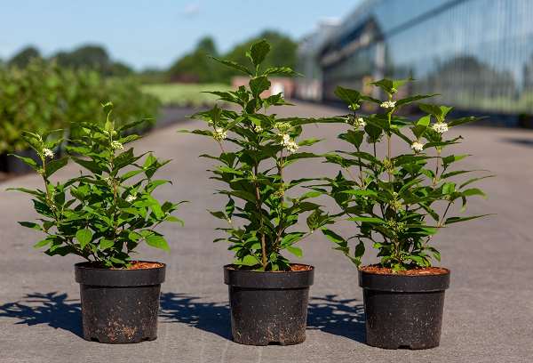 Picture of CALLICARPA BODINIERI MAGICAL® SNOWQUEEN