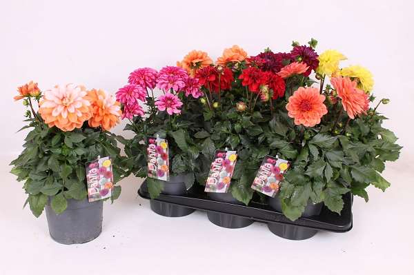 Picture of Dahlia labelle grande mix