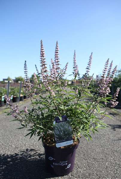 Picture of VITEX AGNUS-CASTUS GALACTIC PINK