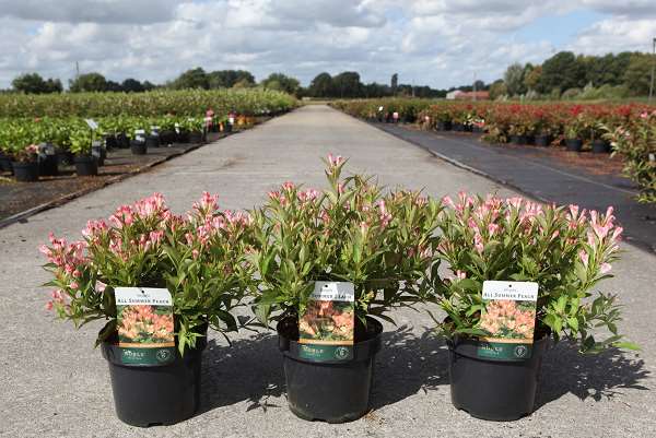 Picture of WEIGELA FLORIDA ALL SUMMER® PEACH