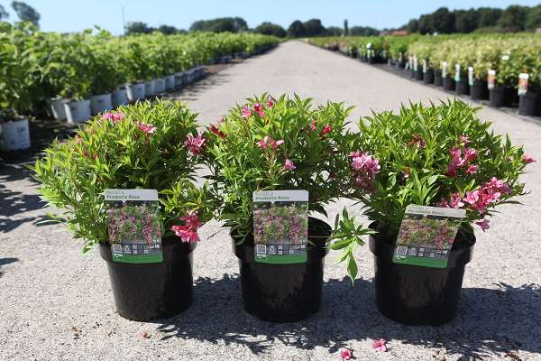 Picture of WEIGELA FLORIDA PICOBELLA® Rose