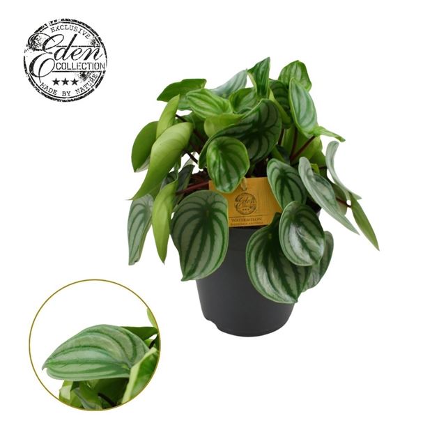Picture of Peperomia argyreia
