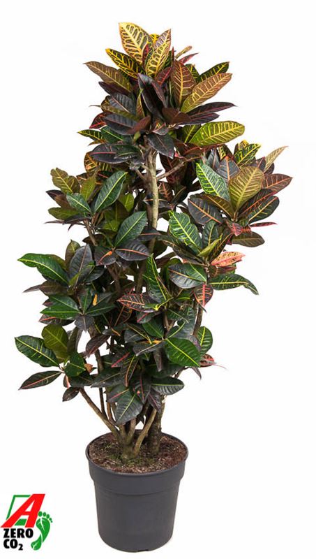 Picture of CODIAEUM / CROTON PETRA BRANCHED