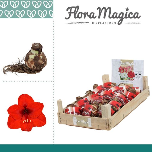 Picture of HIPPEASTRUM DRY BULB 28/30 RED IN WOODEN CRATE