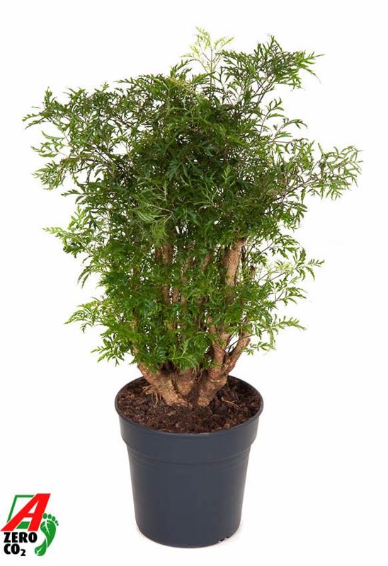 Picture of Polyscias ming branched