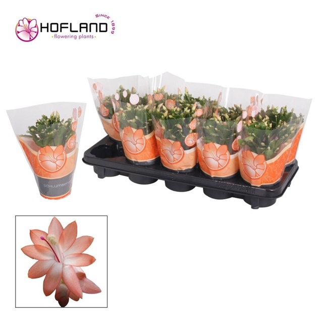Picture of Schlumbergera orange