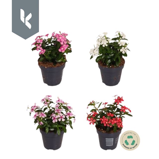 Picture of CATHARANTHUS VINCA MIX