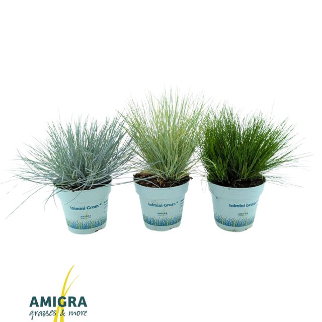 Picture of Outdoor grasses mix