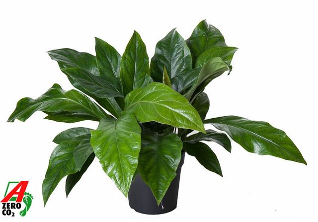 Picture of ANTHURIUM JUNGLE BUSH (FOLIAGE VARIETIES)