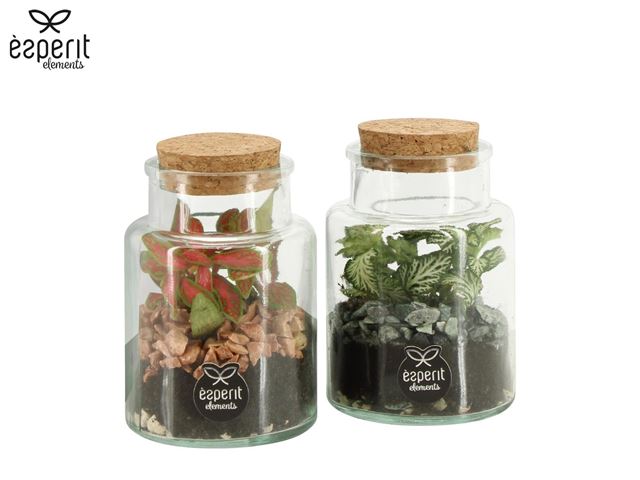 Picture of Terrarium