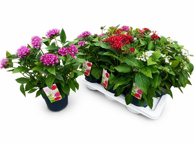 Picture of Pentas lanceolata xl