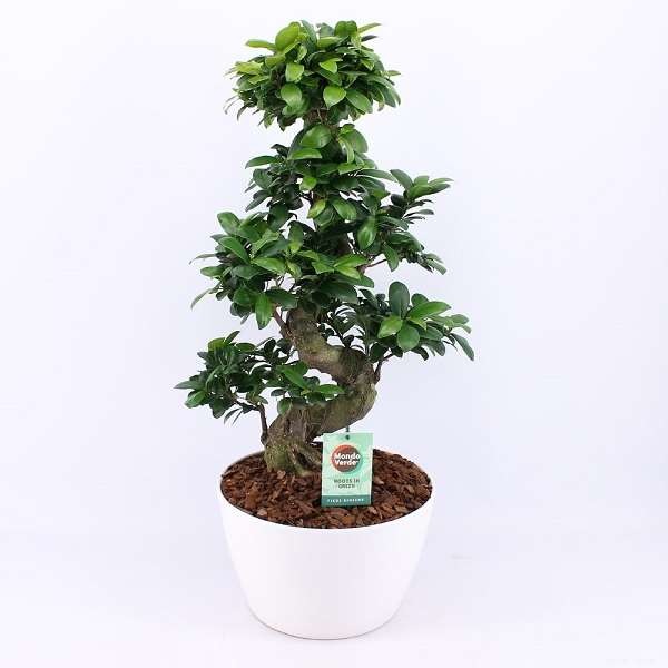 Picture of FICUS MICROCARPA GINSENG S-TYPE IN WHITE CERAMIC