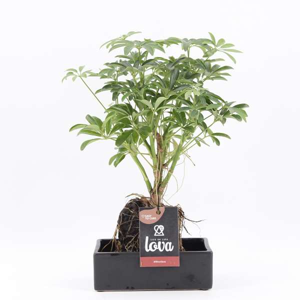 Picture of SCHEFFLERA ARBORICOLA LUSEANA