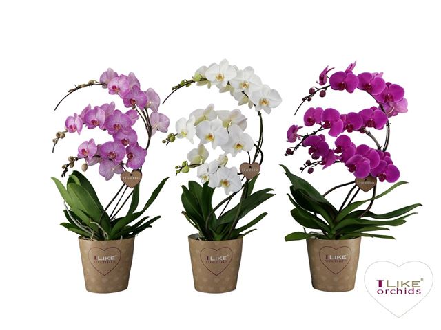 Picture of PHALAENOPSIS DUETTO SWAN MIX