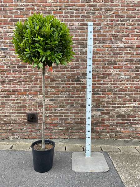 Picture of LAURUS NOBILIS 5/4 STEM 65/70CM HEAD