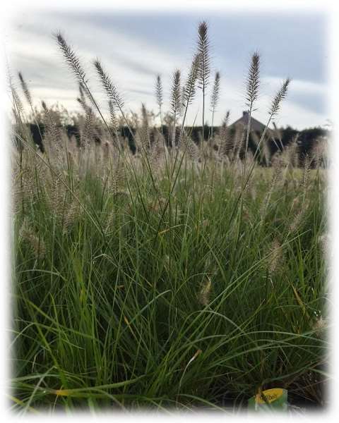 Picture of Pennisetum alopecuroides hameln