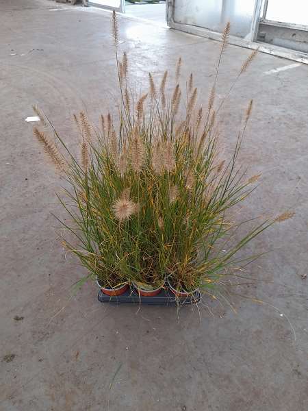 Picture of PENNISETUM ALOPECUROIDES HAMELN