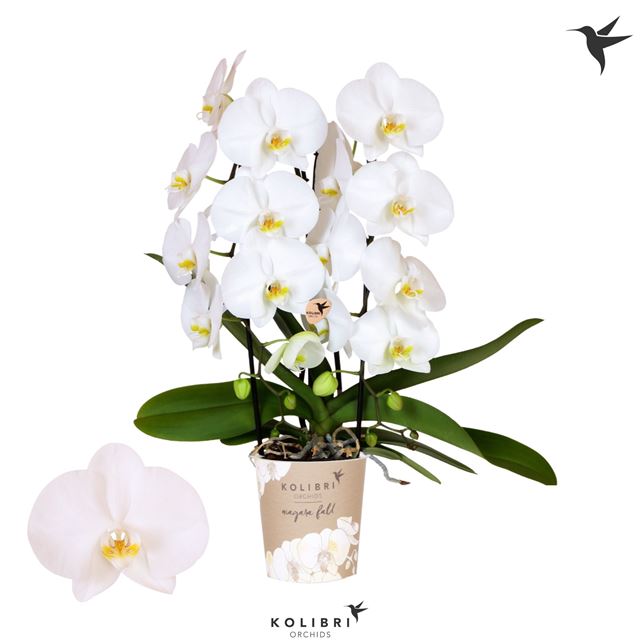 Picture of PHALAENOPSIS 02-STEM NIAGARA FALL ROAD TRIP