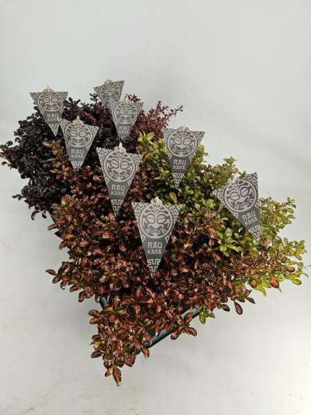 Picture of COPROSMA RAU KARA MIX