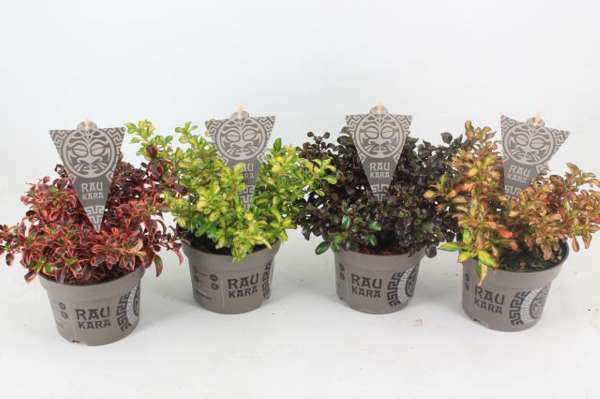 Picture of COPROSMA RAU KARA MIX