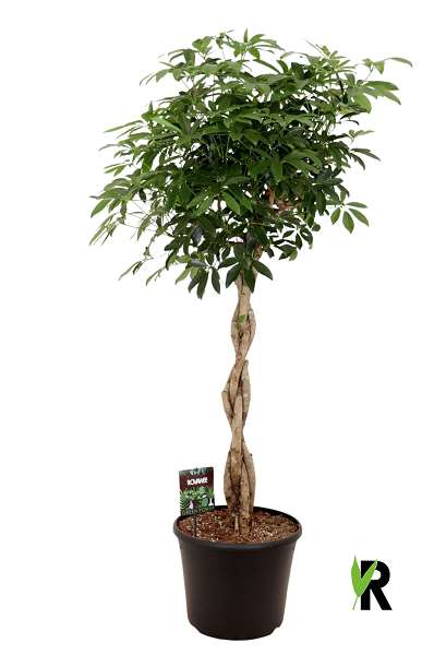 Picture of Schefflera arboricola compacta braided stem