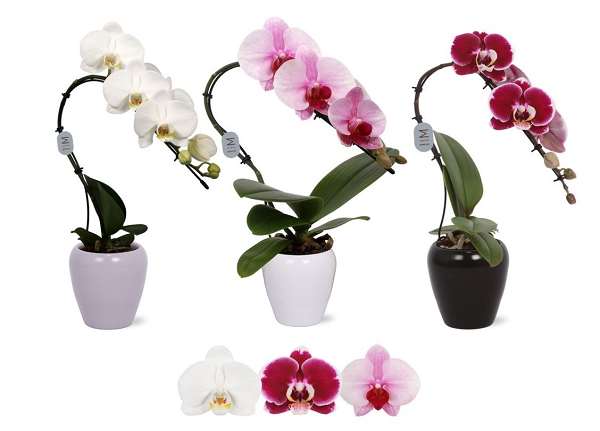 Picture of PHALAENOPSIS 01-STEM SWAN IN CERAMIC
