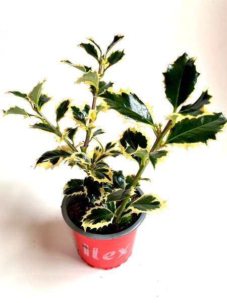 Picture of ILEX ARGENTEA MARGINATA