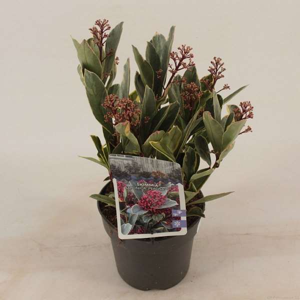 Picture of SKIMMIA JAPONICA PEROSA VARIEGATED 05+FL