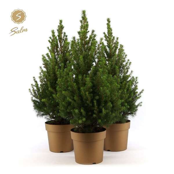 Picture of Picea glauca december in golden pot
