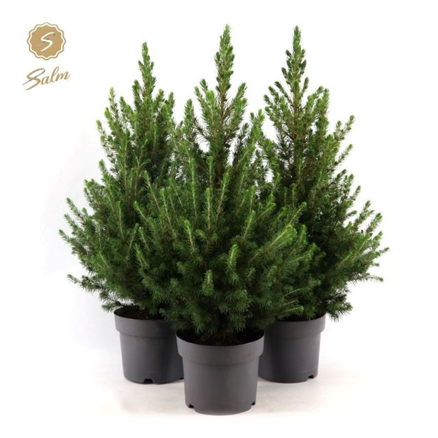 Picture of Picea glauca december