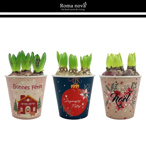 Picture of HYACINTHUS 03BULBS CUP XMAS