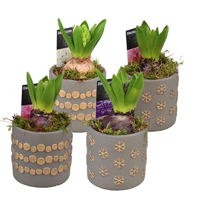 Picture of HYACINTHUS 01BULB CERAMIC STARS AND DOTS