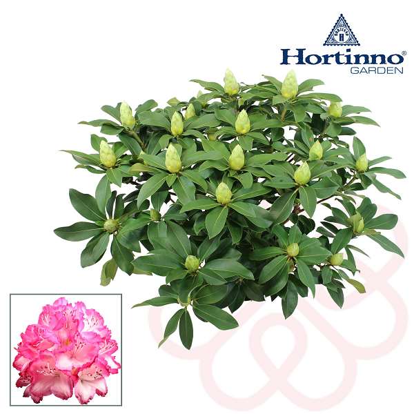 Picture of RHODODENDRON HYBRIDE (AZALEA) XXL HORTINNO