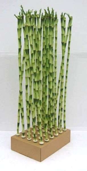 Picture of LUCKY BAMBOO TIGE DROIT 90CM