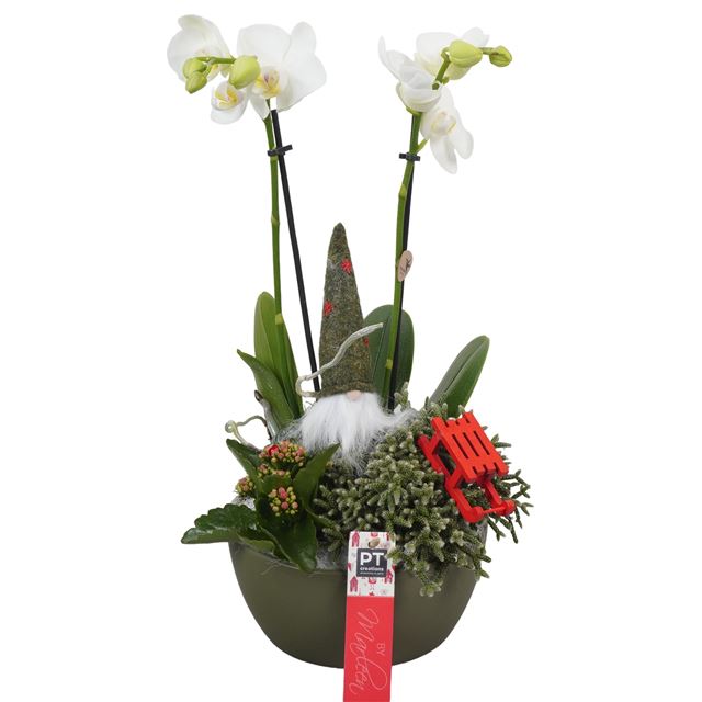 Picture of XMAS ARRANGEMENT PHALAENOPSIS 03PP IN CERAMIC