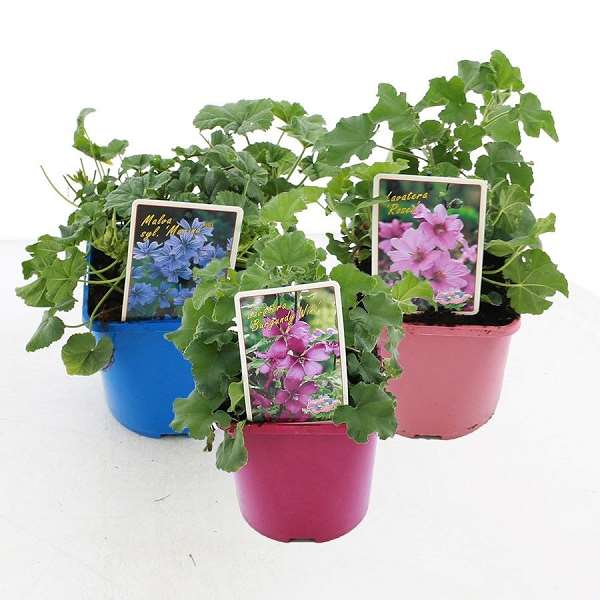 Picture of Lavatera mix colour code pot