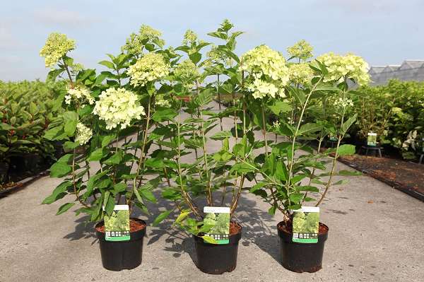Picture of HYDRANGEA PANICULATA LIMELIGHT