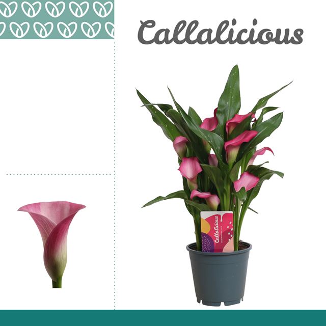 Picture of Zantedeschia zazu roze