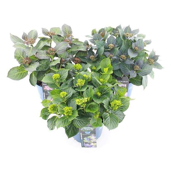 Picture of Hydrangea macr  royalty mix c5