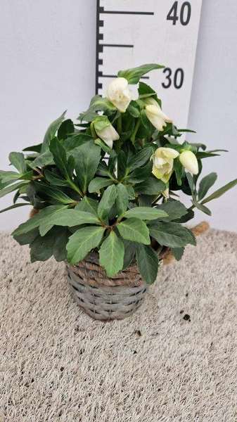 Picture of HELLEBORUS NIGER IN WICKER BASKET