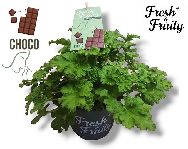 Picture of Pelargonium frschandfruit choco fresh