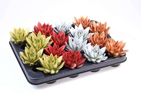 Picture of Echeveria miranda diyed + glitter mix