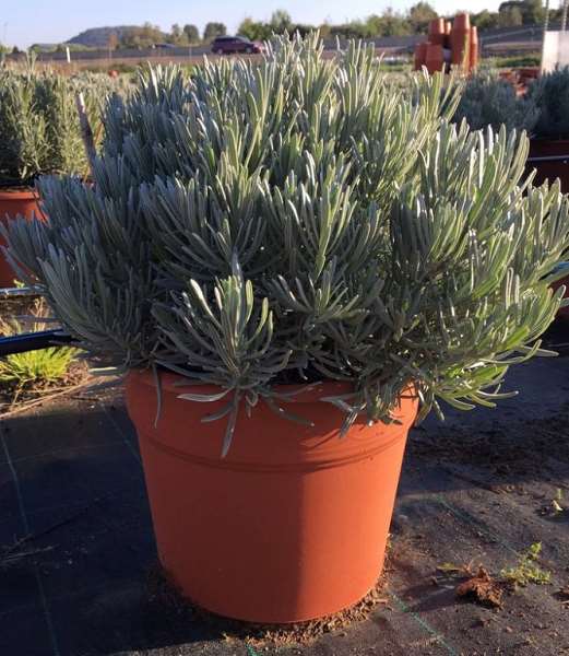 Picture of LAVANDULA ANGUSTIFOLIA C10L