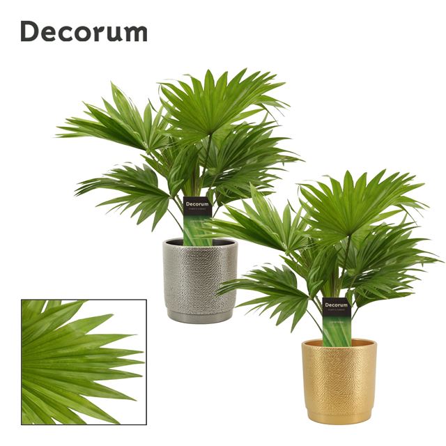 Picture of LIVISTONA ROTUNDIFOLIA IN GABRIËL DECO