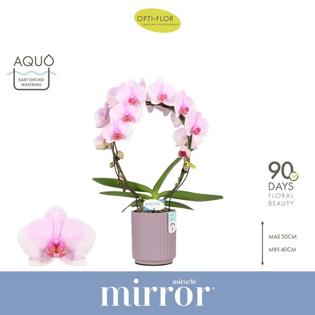 Picture of Phalaenopsis 02-st mirror miracle tiana in ceramic
