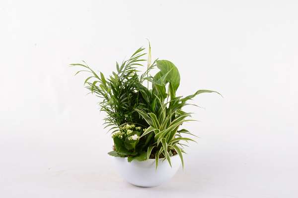 Picture of FOLIAGE ARRANGEMENT 04PP