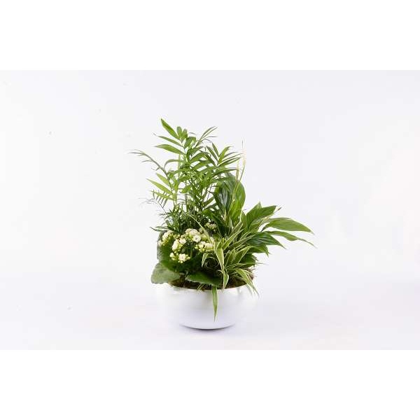 Picture of FLOWERING PLANTED ARRANGEMENT 04PP
