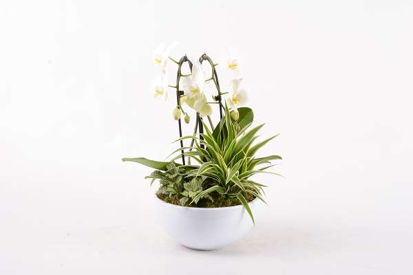 Picture of PHALAENOPSIS ARRANGEMENT 03PP