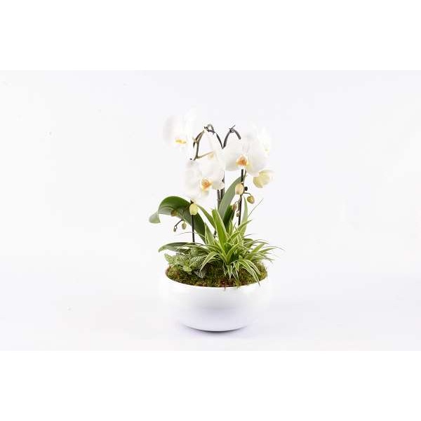 Picture of PHALAENOPSIS PLANTED ARRANGEMENT 03PP